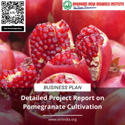 Detailed Project Report on Pomegranate Cultivation in 100 acres