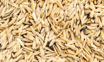 Rice Husk and Rice Ash - How to Prepare Agricultural Waste ByProducts  Project Report