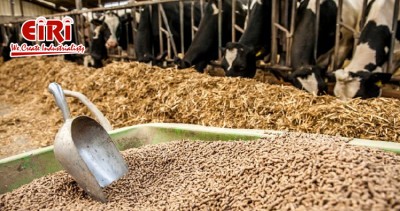 Cattle Feed Business - Market Analysis & Future Prospects