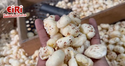 Makhana Processing Business Idea: A Comprehensive Guide