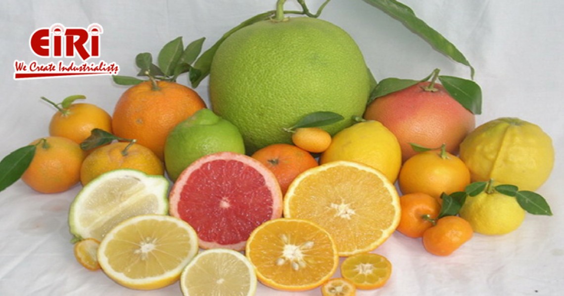 Opportunities in Citrus Based Business and Citrus Fruit Processing Business Ideas Opportunities in Citrus Based Business and Citrus Fruit Processing Business Ideas