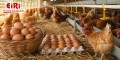 Poultry, Egg Farming and Egg Processing Business: A Complete Guide for Entrepreneurs