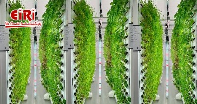 Vertical Farming Equipment Manufacturing Unit - An Overview