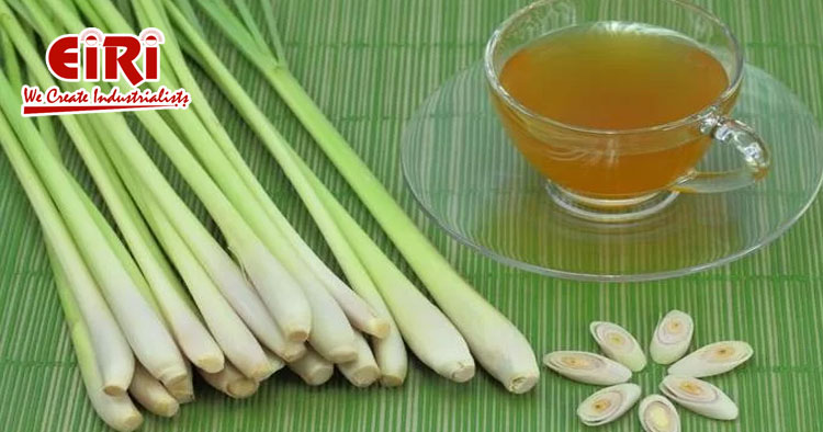 Business opportunities and future growth of Lemongrass Farming