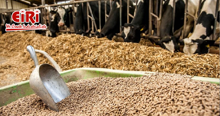 Cattle Feed Business - Market Analysis & Future Prospects