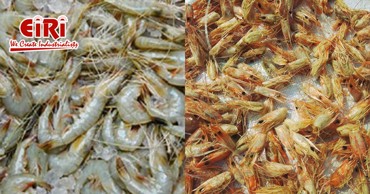 Chitin & Chitosan from Prawn Shell Waste: A Sustainable Innovation